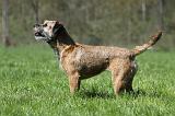 BORDER TERRIER 064